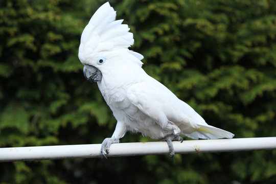 white bird parrot cockatoo