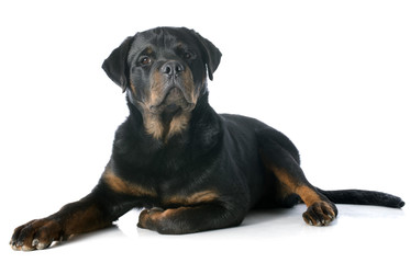 Obraz premium young rottweiler