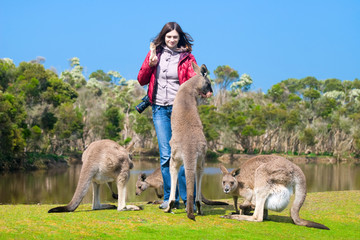Beautiful young woman feeding kangaroos in Phillip Island Wildli