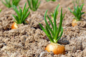Cultivation of vegetables