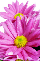 Fototapeta na wymiar gerbera daisies