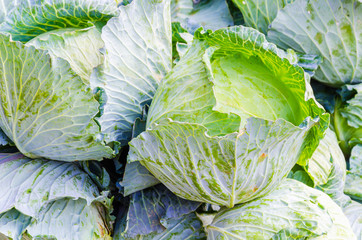 Fototapeta premium cabbage