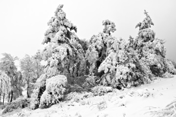 Ośnieżone drzewa w górach w pochmurny zimowy dzień