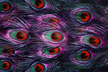 Fototapety  Colorful peacock feathers background
