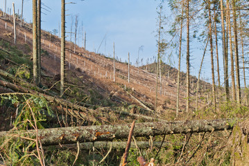 Tatras - Hurricane Damages 7 - 61418399
