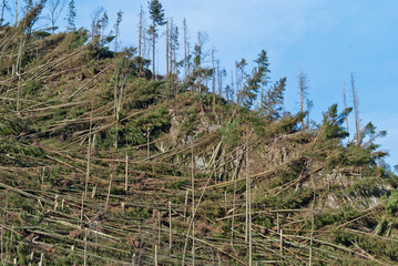 Tatras - Hurricane Damages 10
