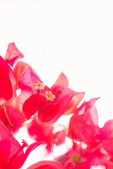 Fototapeta na wymiar Bougainvillea różowe kwiaty