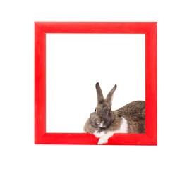  bunny inside red wooden frame