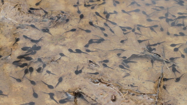 Toad tadpoles swimming on a lake