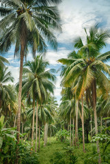 Obraz na płótnie Canvas Coconut jungle