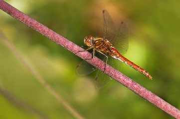 Vagrant darter or Sympetrum vulgatum