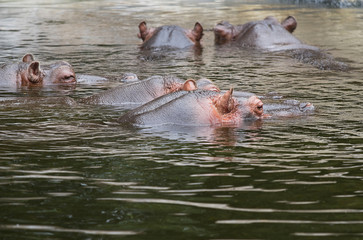 Hippo or Hippopotamus amphibius group
