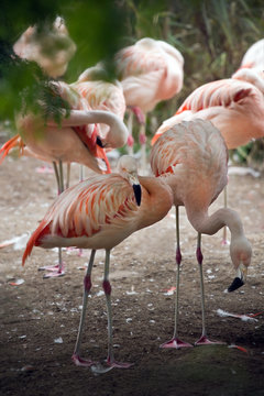 Group pink flamingos under trees