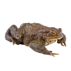 Common Toad or european Toad (Bufo bufo) Isolated on white