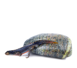 Alpine Newt (Ichthyosaura alpestris)