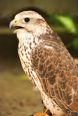 Kakegawa Bird Sanctuary