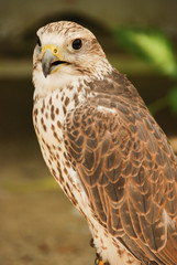 Kakegawa Bird Sanctuary