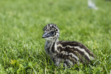 Young Emu Chick Looking Cute in Grass
