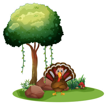 A turkey near the rocks under the tree