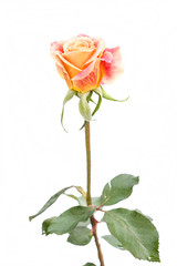 beautiful rose flower isolated on white background.