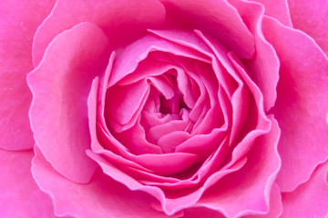 Close up view of a beautiful rose