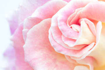 Fototapeta na wymiar Close up view of a beautiful rose
