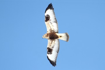 Rough-legged Hawk (Buteo lagopus)