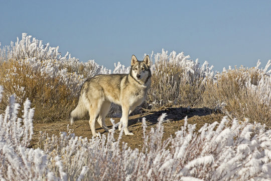 Wolf Dog On Hilltop on Sunny Winter Day