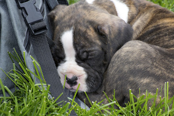 Brindle boxer puppy curled up sound asleep against a camera bag
