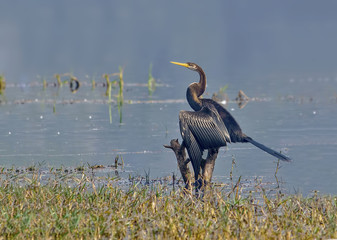 Darter or Snake Bird (Anhinga Melanogaster)