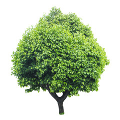 Tree isolated on white background