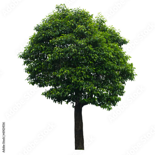 "Tree isolated on white" Stock photo and royalty-free images on Fotolia