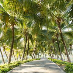 Walkway with coconut tree in the garden