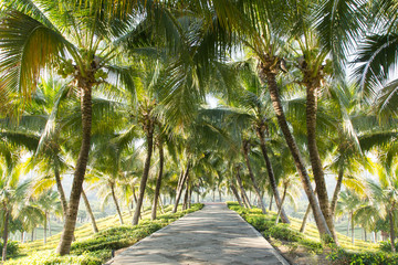 Obraz premium Walkway with coconut tree in the garden