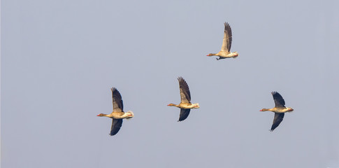 Greylag Goose (Anser Anser)