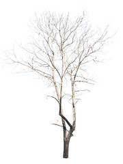 dead tree, Isolated on white