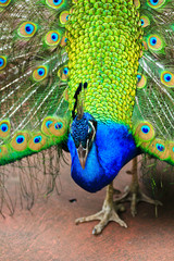 Portrait of male peacock in pairing season