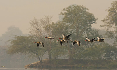 Greylag Goose (Anser Anser)