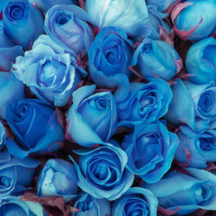 close-up beautiul blue rose