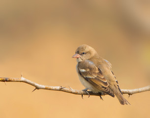 Female House Sparrow (Passer Domesticus)