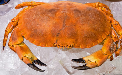 A crab for sale seen on a fishmarket