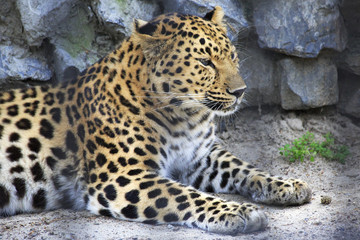 Fototapeta na wymiar Beautiful leopard in a cage.