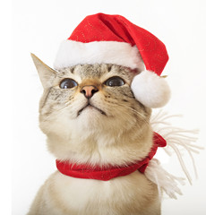 Funny cat in a suit of Santa Claus.