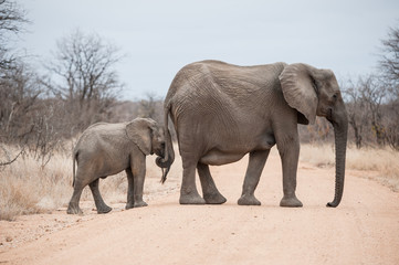 Obraz premium Elephants crossing road in Kruger Park, South Africa