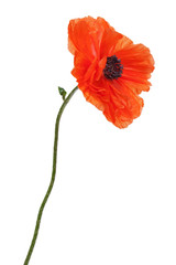 Single poppy isolated on white background.