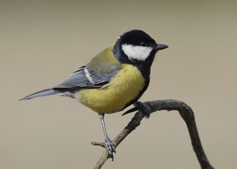 Fototapeta premium Carbonero común