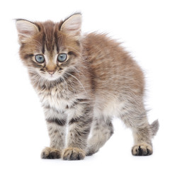 Kitten on a white background