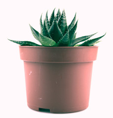 Aloe vera