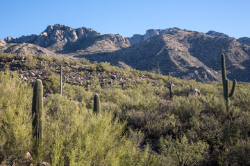 View of Catalina State Park