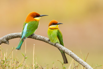 Chestnut-headed Bee-eater (Merops leschenaulti)